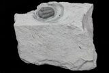 Long, Prone Eldredgeops Trilobite - New York #70887-2